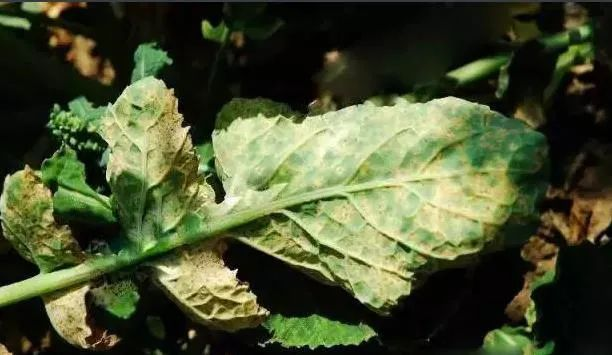 油菜白粉病嚴(yán)重化？如何防治？別急，司普沃給出了見解